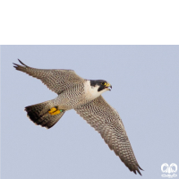 گونه بحری Peregrine Falcon